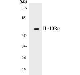 Western Blot - IL-10R alpha Cell Based ELISA Kit (CB5361) - Antibodies.com