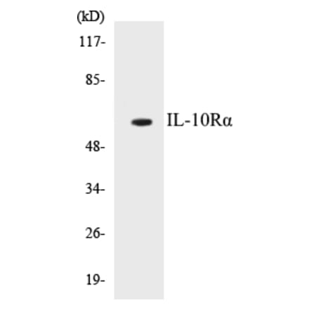 Western Blot - IL-10R alpha Cell Based ELISA Kit (CB5361) - Antibodies.com