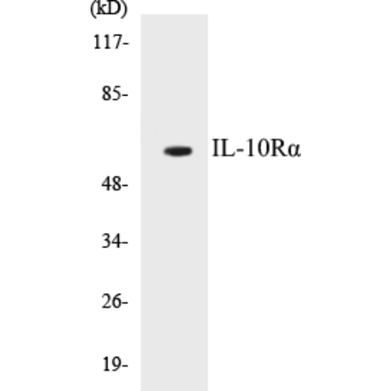 Western Blot - IL-10R alpha Cell Based ELISA Kit (CB5361) - Antibodies.com