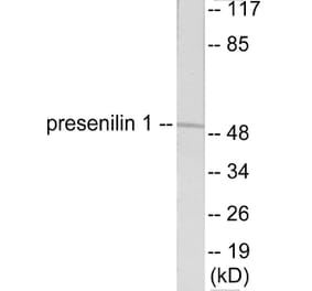 Western Blot - Presenilin 1 Cell Based ELISA Kit (CB5755) - Antibodies.com