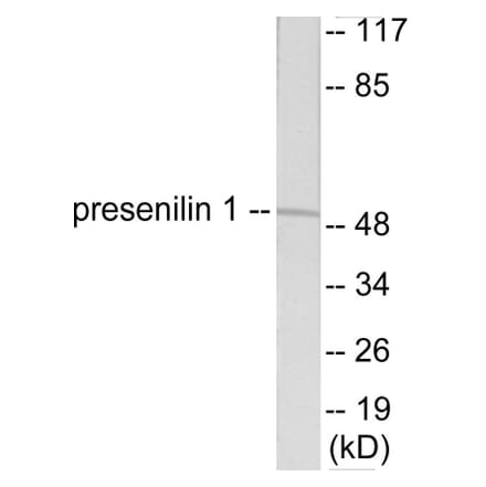 Western Blot - Presenilin 1 Cell Based ELISA Kit (CB5755) - Antibodies.com
