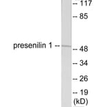 Western Blot - Presenilin 1 Cell Based ELISA Kit (CB5755) - Antibodies.com