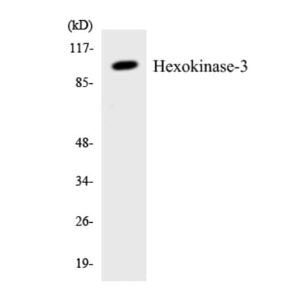 Western Blot - Hexokinase 3 Cell Based ELISA Kit (CB5918) - Antibodies.com