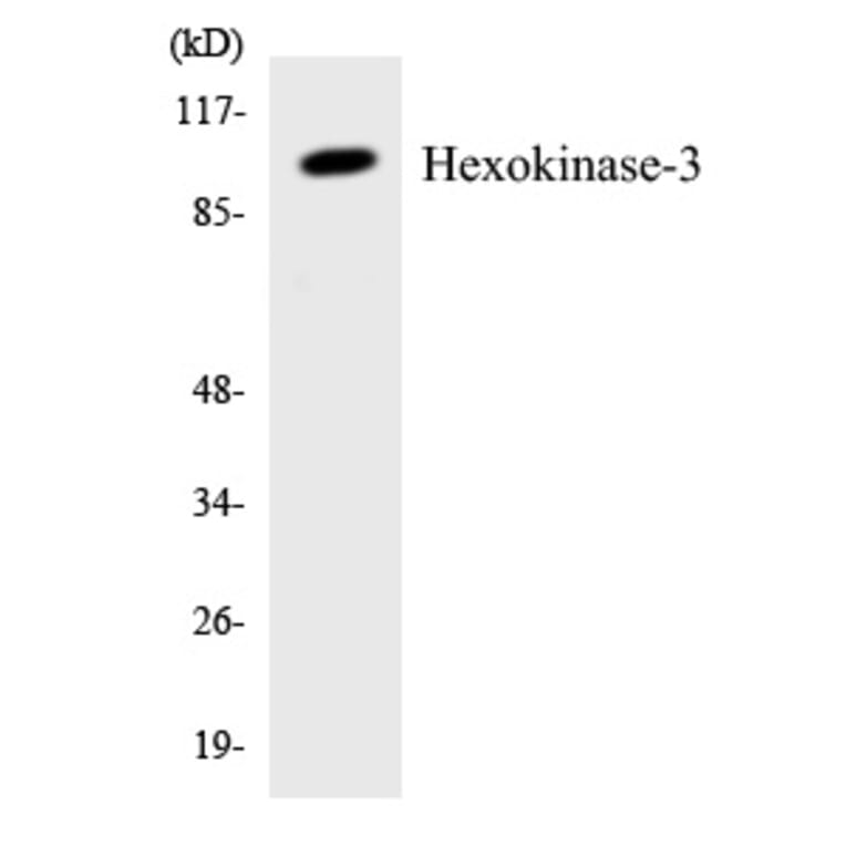 Western Blot - Hexokinase 3 Cell Based ELISA Kit (CB5918) - Antibodies.com