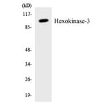 Western Blot - Hexokinase 3 Cell Based ELISA Kit (CB5918) - Antibodies.com