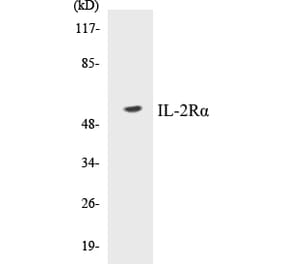 Western Blot - IL-2R alpha Cell Based ELISA Kit (CB5363) - Antibodies.com