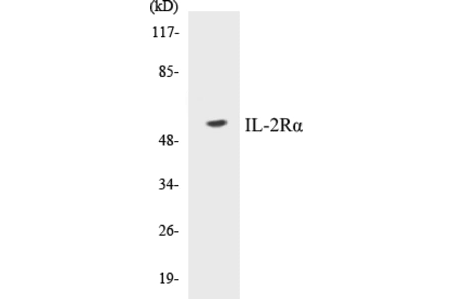 Western Blot - IL-2R alpha Cell Based ELISA Kit (CB5363) - Antibodies.com