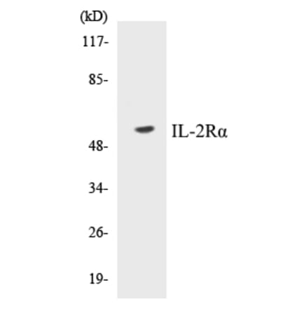 Western Blot - IL-2R alpha Cell Based ELISA Kit (CB5363) - Antibodies.com