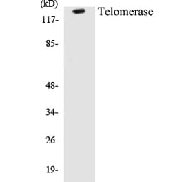 Western Blot - Telomerase Cell Based ELISA Kit (CB5678) - Antibodies.com