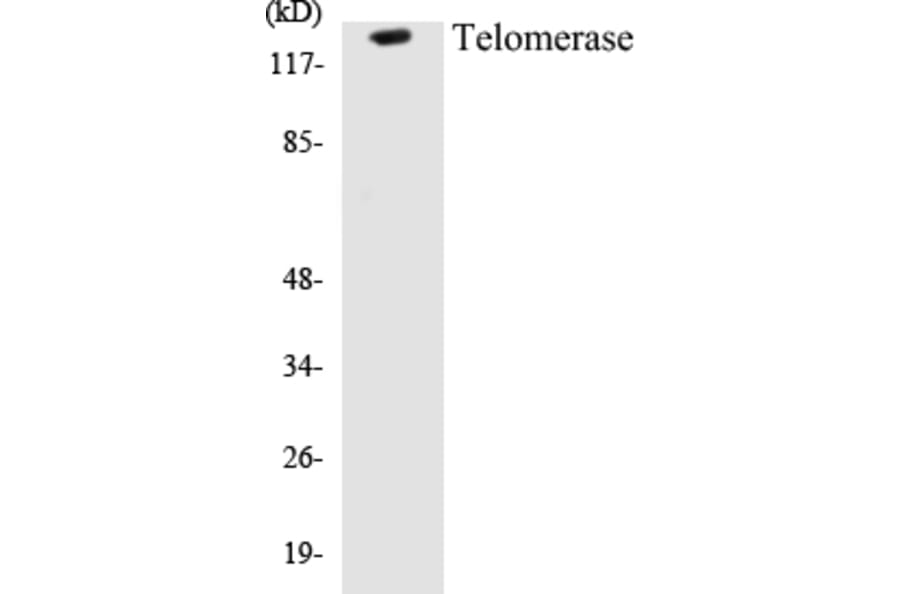 Western Blot - Telomerase Cell Based ELISA Kit (CB5678) - Antibodies.com