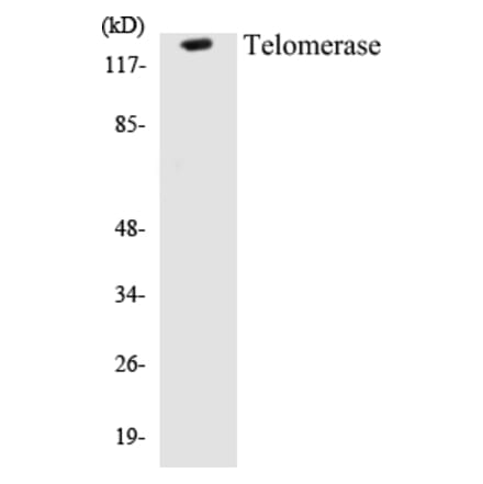 Western Blot - Telomerase Cell Based ELISA Kit (CB5678) - Antibodies.com