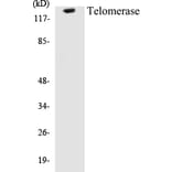 Western Blot - Telomerase Cell Based ELISA Kit (CB5678) - Antibodies.com
