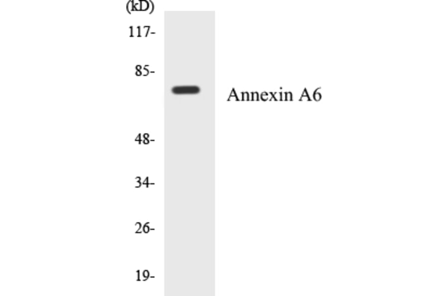 Western Blot - Annexin A6 Cell Based ELISA Kit (CB5041) - Antibodies.com