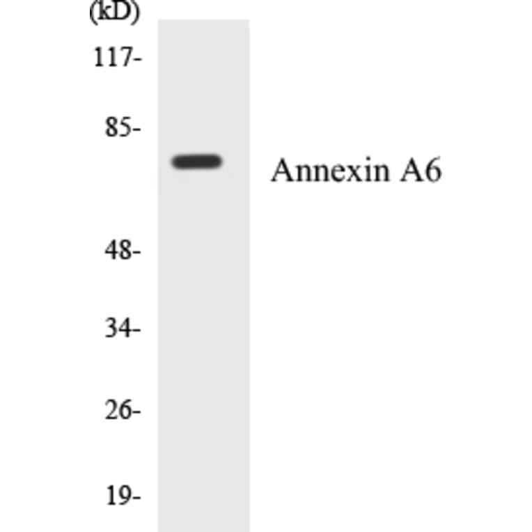 Western Blot - Annexin A6 Cell Based ELISA Kit (CB5041) - Antibodies.com