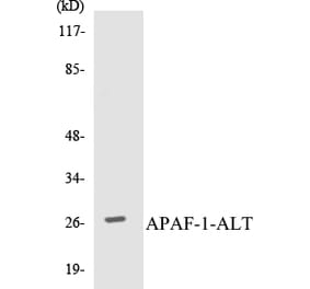 Western Blot - APAF-1-ALT Cell Based ELISA Kit (CB5044) - Antibodies.com