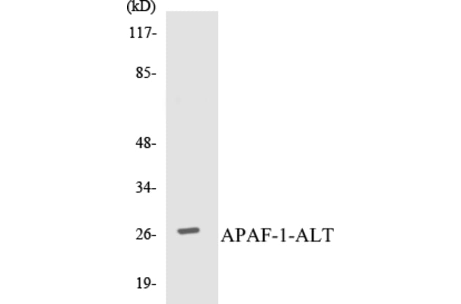 Western Blot - APAF-1-ALT Cell Based ELISA Kit (CB5044) - Antibodies.com