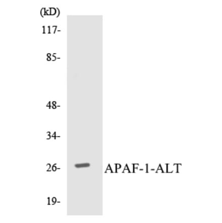 Western Blot - APAF-1-ALT Cell Based ELISA Kit (CB5044) - Antibodies.com