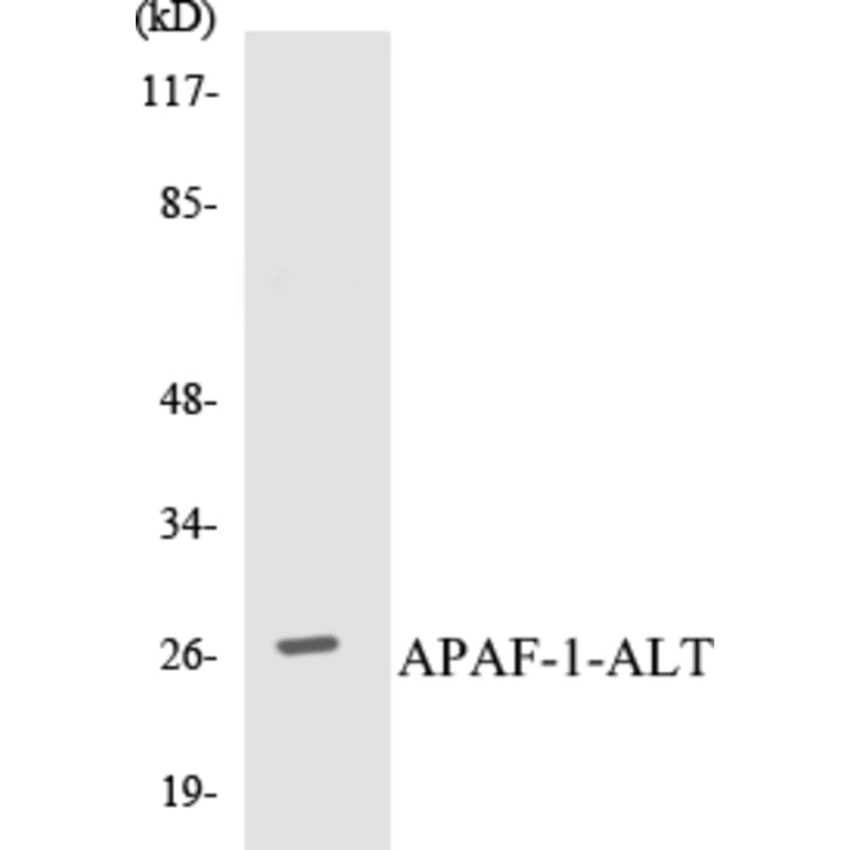 Western Blot - APAF-1-ALT Cell Based ELISA Kit (CB5044) - Antibodies.com
