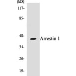 Western Blot - Arrestin 1 Cell Based ELISA Kit (CB5049) - Antibodies.com