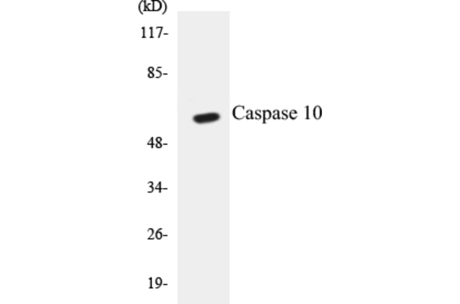 Western Blot - Caspase 10 Cell Based ELISA Kit (CB5099) - Antibodies.com