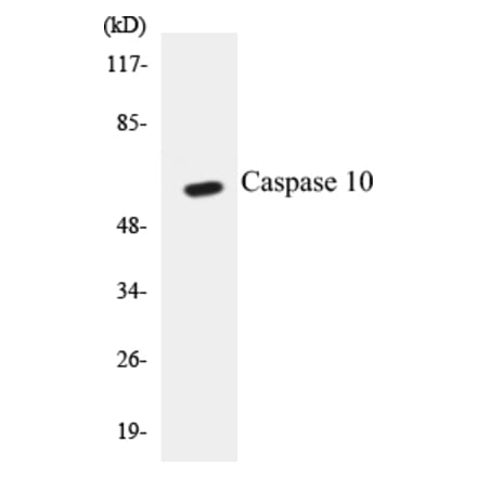 Western Blot - Caspase 10 Cell Based ELISA Kit (CB5099) - Antibodies.com