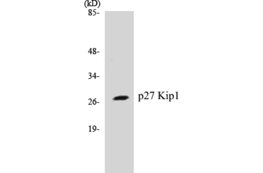 Western Blot - p27 Kip 1 Cell Based ELISA Kit (CB5511) - Antibodies.com