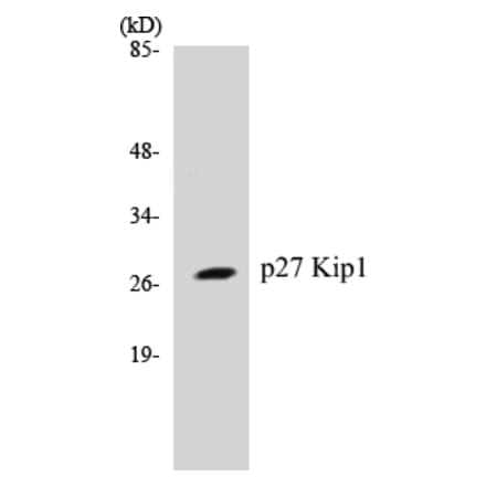 Western Blot - p27 Kip 1 Cell Based ELISA Kit (CB5511) - Antibodies.com
