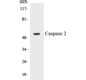 Western Blot - Caspase 2 Cell Based ELISA Kit (CB5100) - Antibodies.com