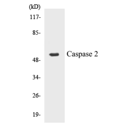 Western Blot - Caspase 2 Cell Based ELISA Kit (CB5100) - Antibodies.com