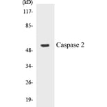 Western Blot - Caspase 2 Cell Based ELISA Kit (CB5100) - Antibodies.com
