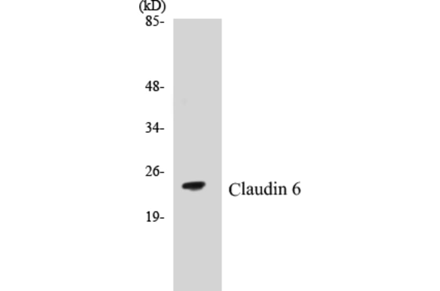 Western Blot - Claudin 6 Cell Based ELISA Kit (CB5148) - Antibodies.com