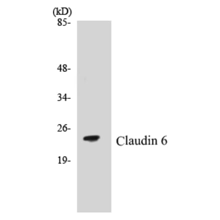 Western Blot - Claudin 6 Cell Based ELISA Kit (CB5148) - Antibodies.com