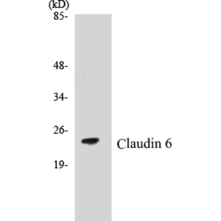 Western Blot - Claudin 6 Cell Based ELISA Kit (CB5148) - Antibodies.com