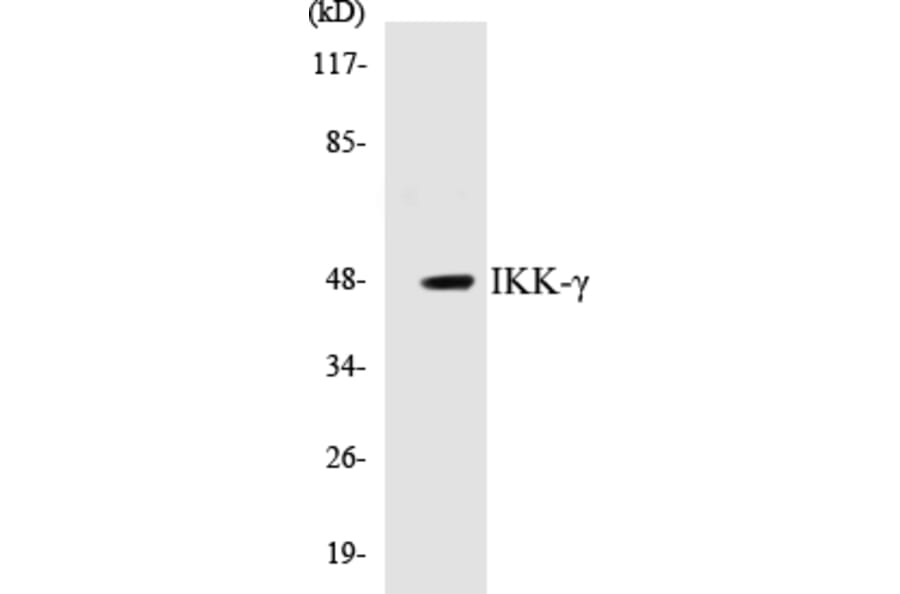 Western Blot - IKK gamma Cell Based ELISA Kit (CB5360) - Antibodies.com