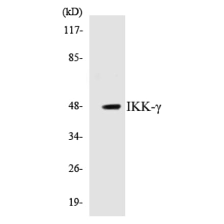 Western Blot - IKK gamma Cell Based ELISA Kit (CB5360) - Antibodies.com