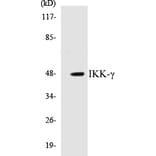 Western Blot - IKK gamma Cell Based ELISA Kit (CB5360) - Antibodies.com