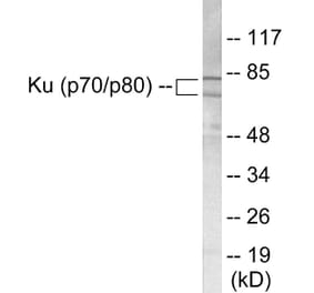 Western Blot - Ku70 + 80 Cell Based ELISA Kit (CB5751) - Antibodies.com