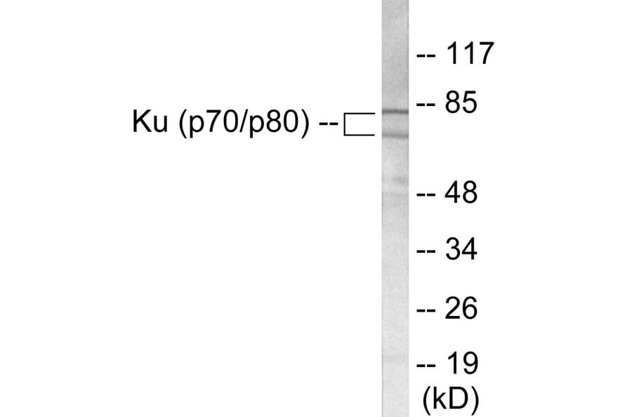 Western Blot - Ku70 + 80 Cell Based ELISA Kit (CB5751) - Antibodies.com