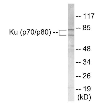 Western Blot - Ku70 + 80 Cell Based ELISA Kit (CB5751) - Antibodies.com