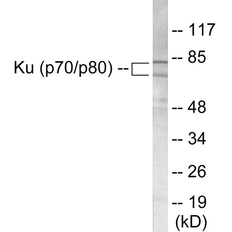 Western Blot - Ku70 + 80 Cell Based ELISA Kit (CB5751) - Antibodies.com