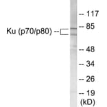 Western Blot - Ku70 + 80 Cell Based ELISA Kit (CB5751) - Antibodies.com