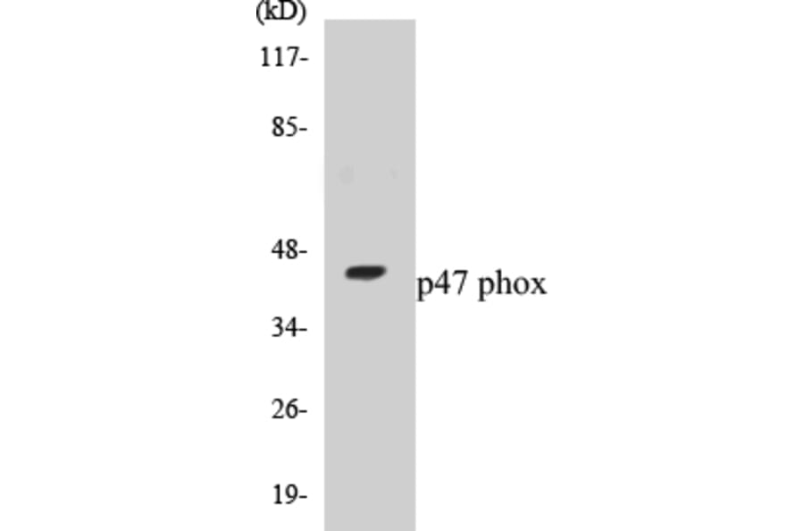 Western Blot - p47 phox Cell Based ELISA Kit (CB5516) - Antibodies.com