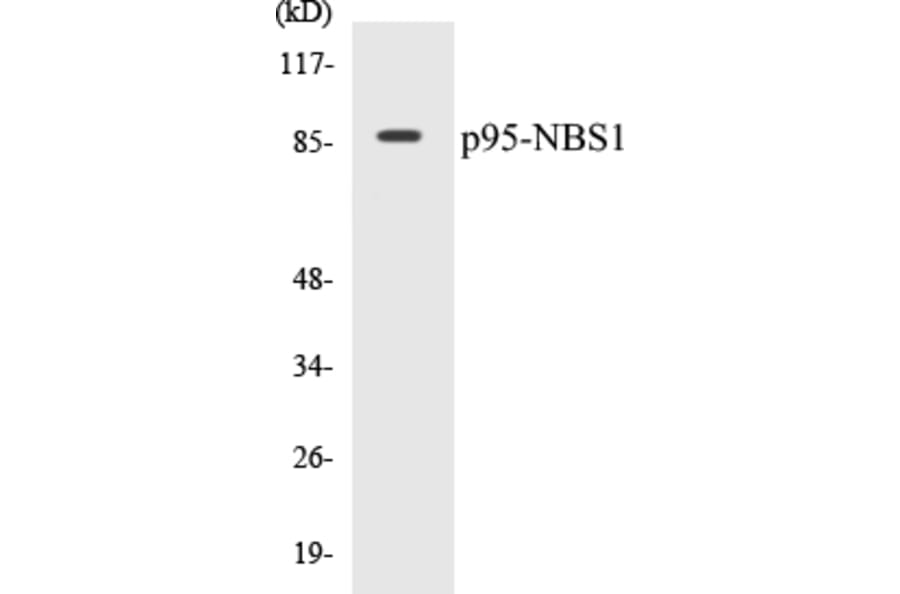 Western Blot - p95-NBS1 Cell Based ELISA Kit (CB5527) - Antibodies.com