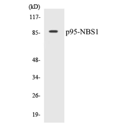 Western Blot - p95-NBS1 Cell Based ELISA Kit (CB5527) - Antibodies.com