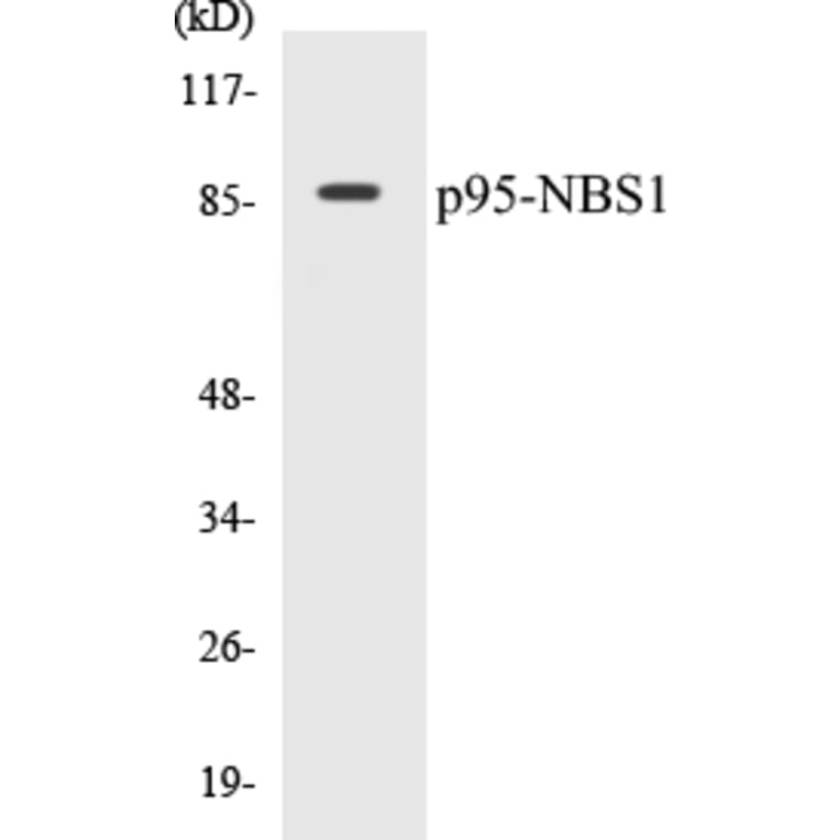 Western Blot - p95-NBS1 Cell Based ELISA Kit (CB5527) - Antibodies.com