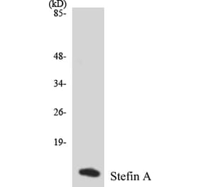 Western Blot - Stefin A Cell Based ELISA Kit (CB5662) - Antibodies.com
