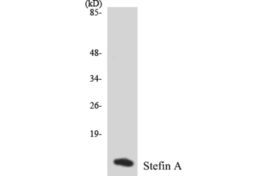 Western Blot - Stefin A Cell Based ELISA Kit (CB5662) - Antibodies.com