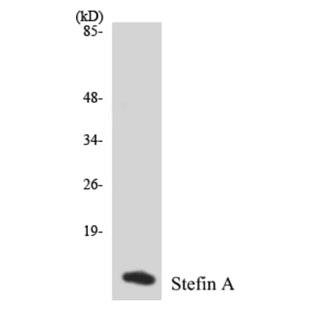 Western Blot - Stefin A Cell Based ELISA Kit (CB5662) - Antibodies.com