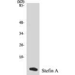 Western Blot - Stefin A Cell Based ELISA Kit (CB5662) - Antibodies.com