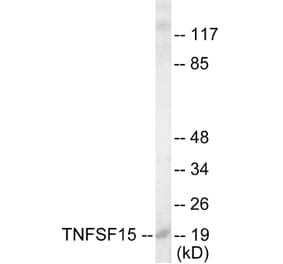 Western Blot - TNFSF15 Cell Based ELISA Kit (CB5816) - Antibodies.com